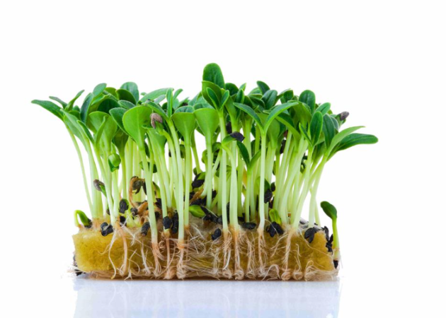 Микрозелень бораго XXL фото 3